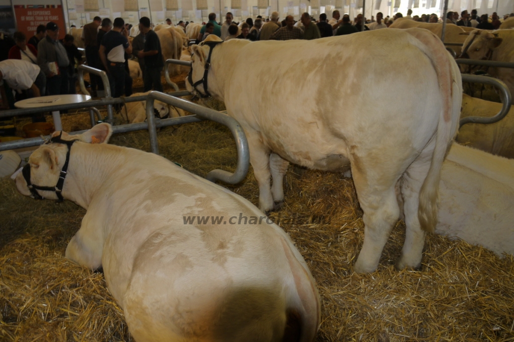 Sommet de l'Élevage - 2013