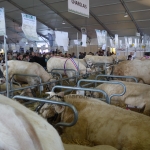 Sommet de l'Élevage - 2013