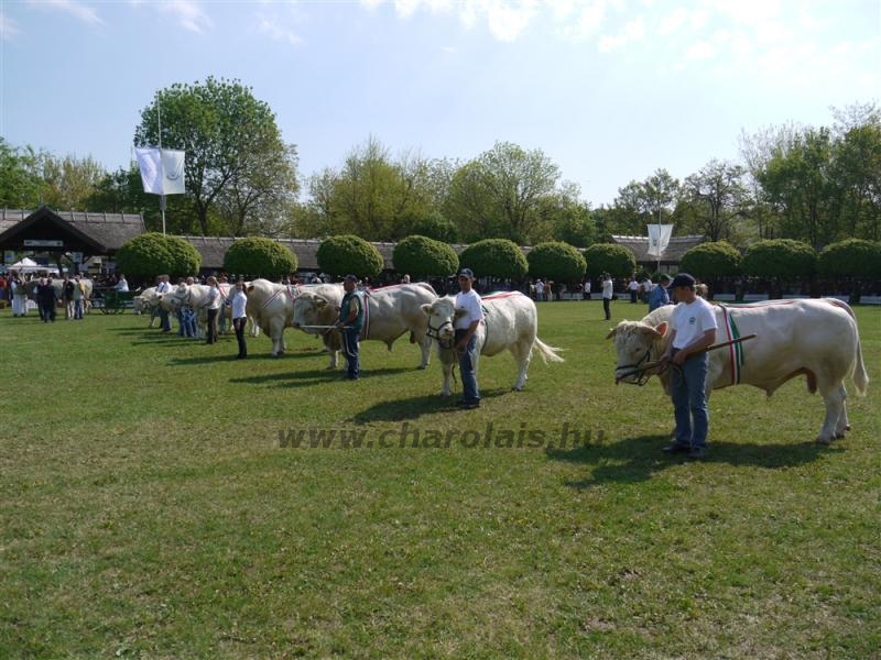 Hódmezõvásárhely 2009