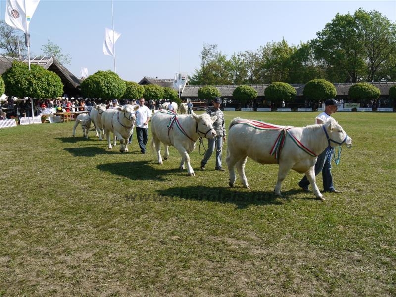 Hódmezõvásárhely 2009
