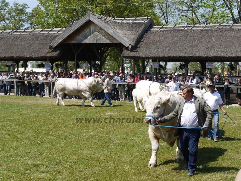 Hódmezõvásárhely 2009