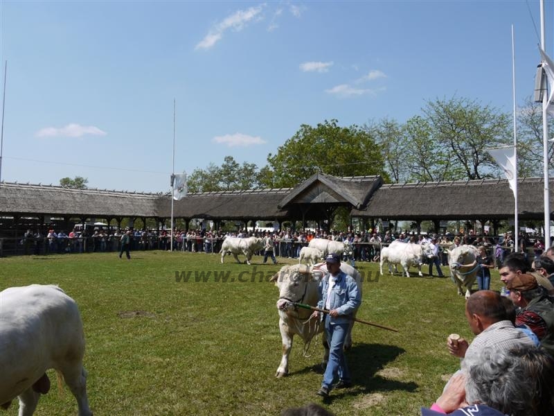 Hódmezõvásárhely 2009
