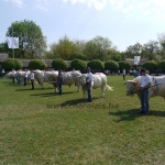 Hódmezõvásárhely 2009