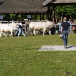 Hódmezõvásárhely 2009