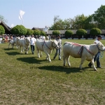 Hódmezõvásárhely 2009