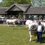 Hódmezõvásárhely 2009