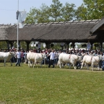 Hódmezõvásárhely 2009