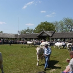 Hódmezõvásárhely 2009