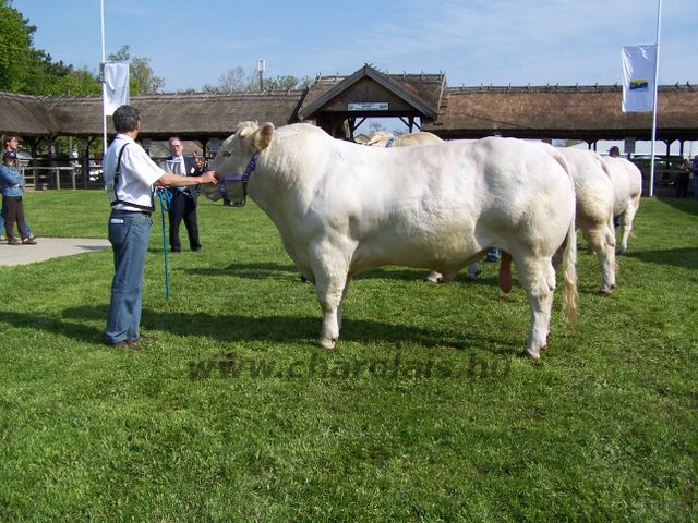 Hódmezõvásárhely 2010