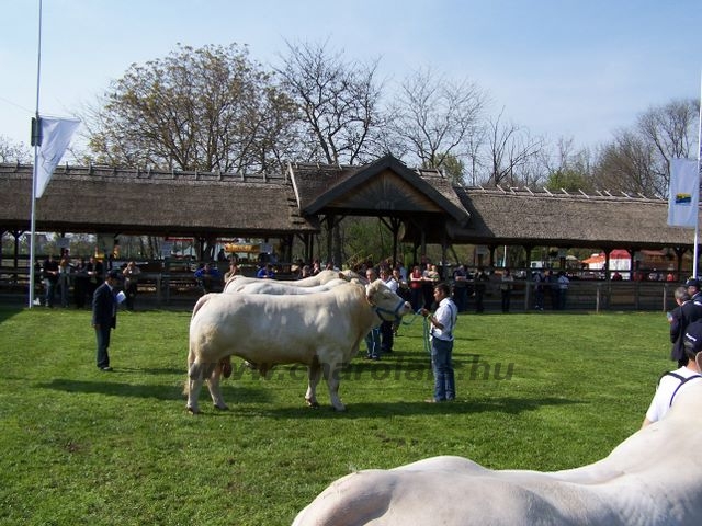 Hódmezõvásárhely 2010