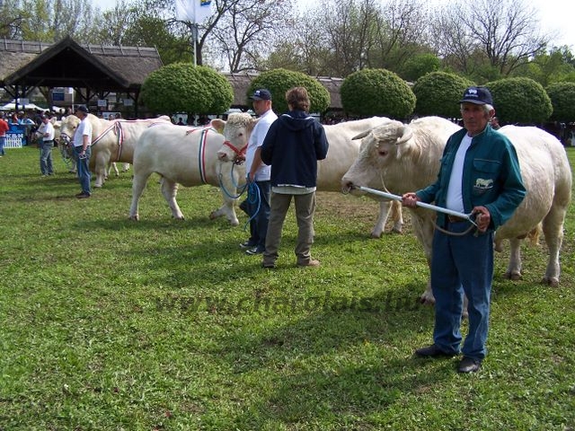 Hódmezõvásárhely 2010