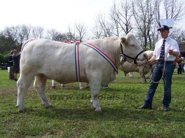 Hódmezõvásárhely 2010