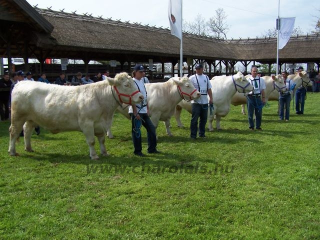 Hódmezõvásárhely 2010