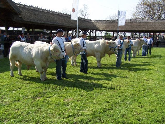 Hódmezõvásárhely 2010