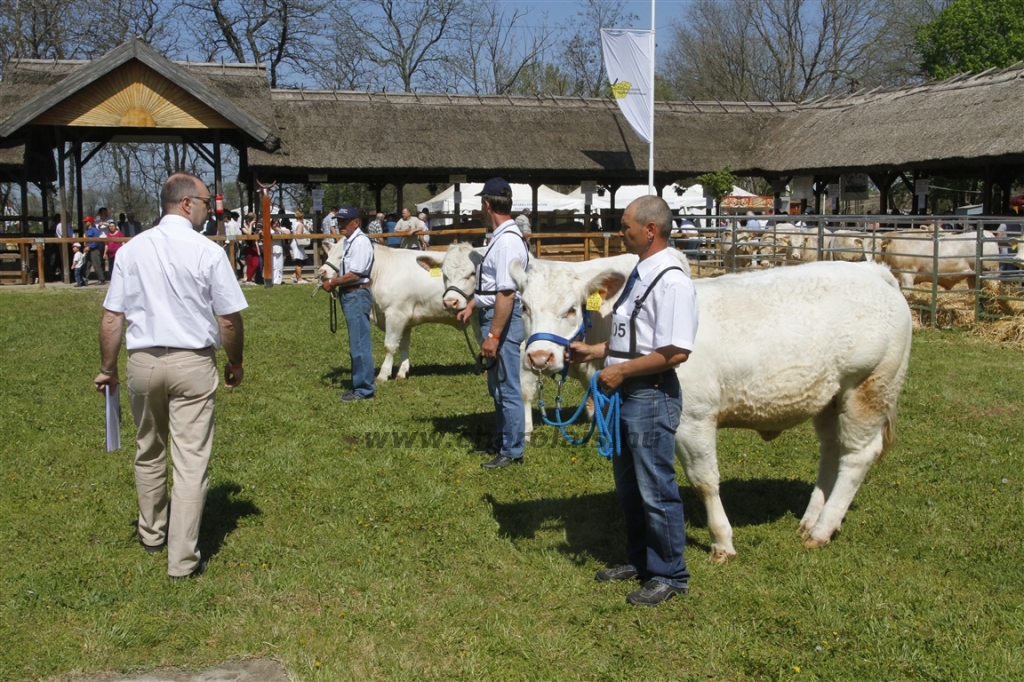 Hódmezővásárhely 2013