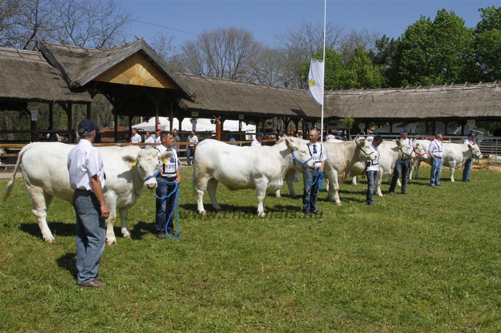 Hódmezővásárhely 2013