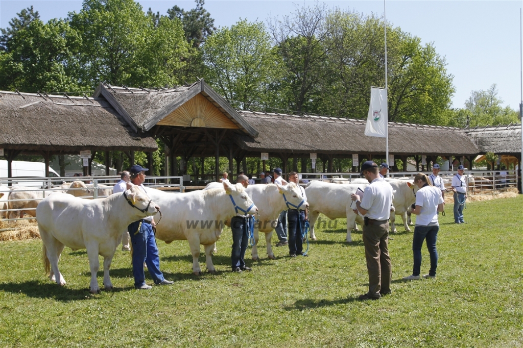 Hódmezővásárhely 2013