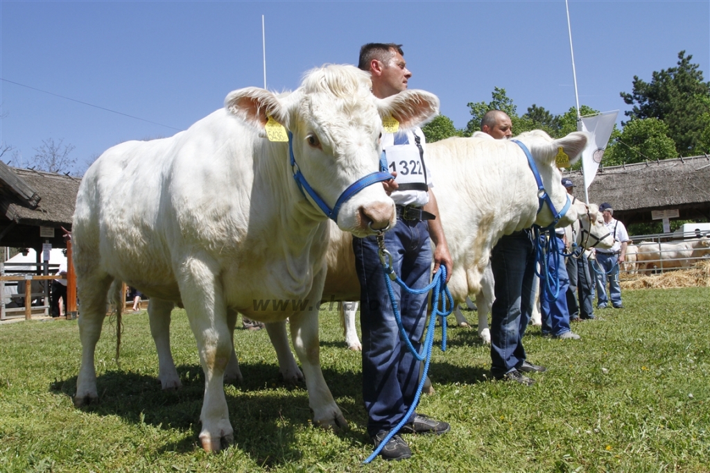 Hódmezővásárhely 2013