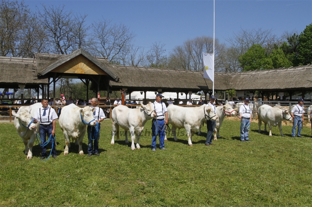 Hódmezővásárhely 2013