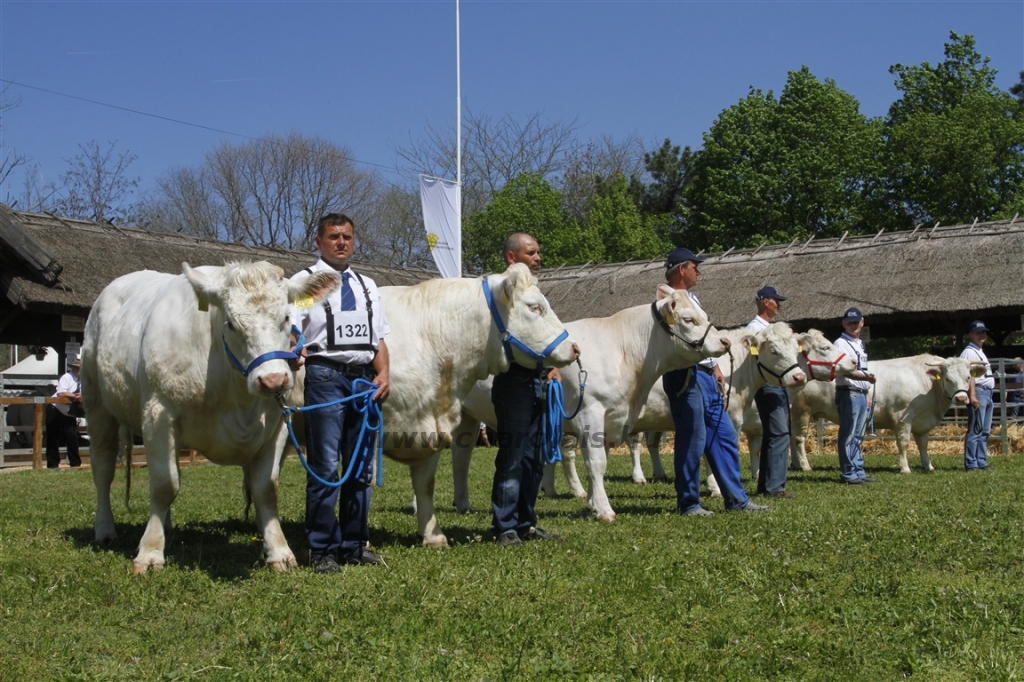 Hódmezővásárhely 2013