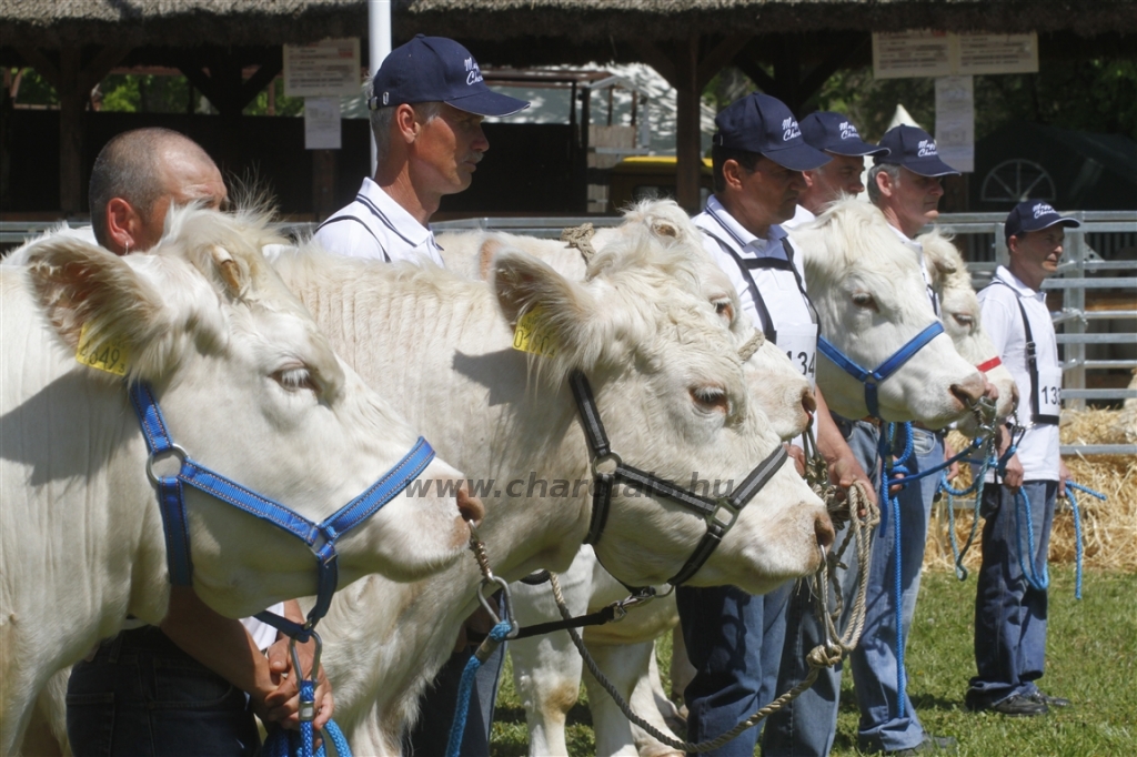 Hódmezővásárhely 2013