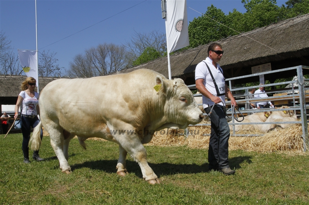 Hódmezővásárhely 2013