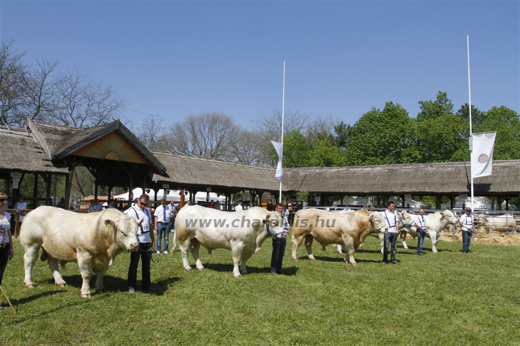 Hódmezővásárhely 2013