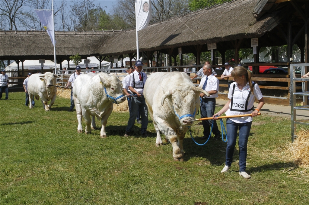 Hódmezővásárhely 2013