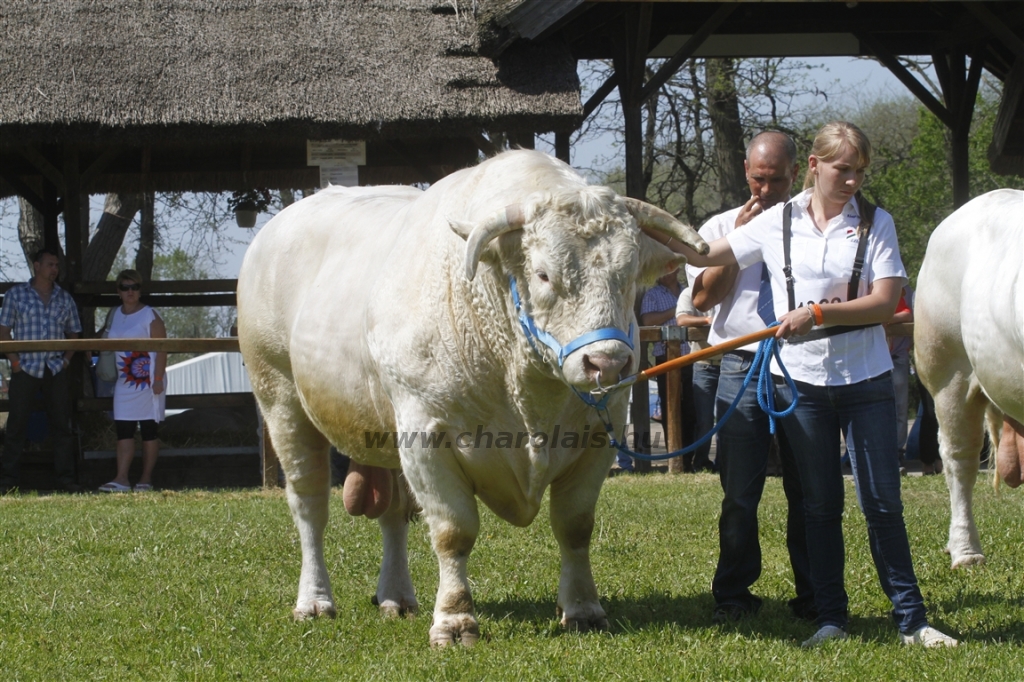 Hódmezővásárhely 2013