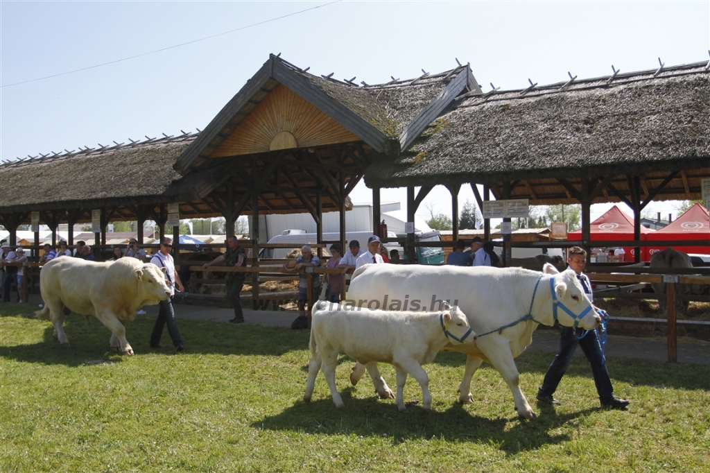 Hódmezővásárhely 2013