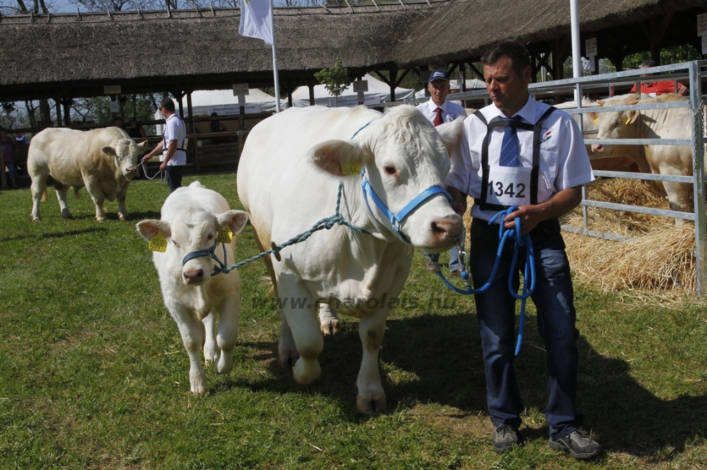 Hódmezővásárhely 2013