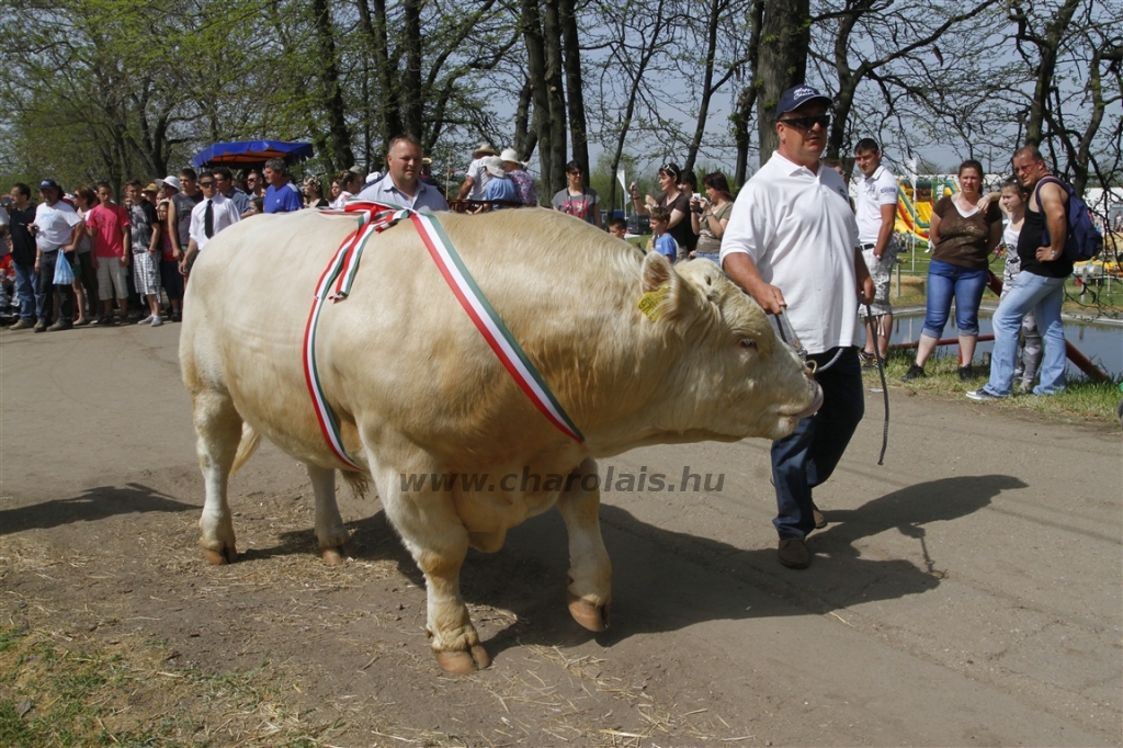 Hódmezővásárhely 2013