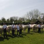 Hódmezővásárhely 2013