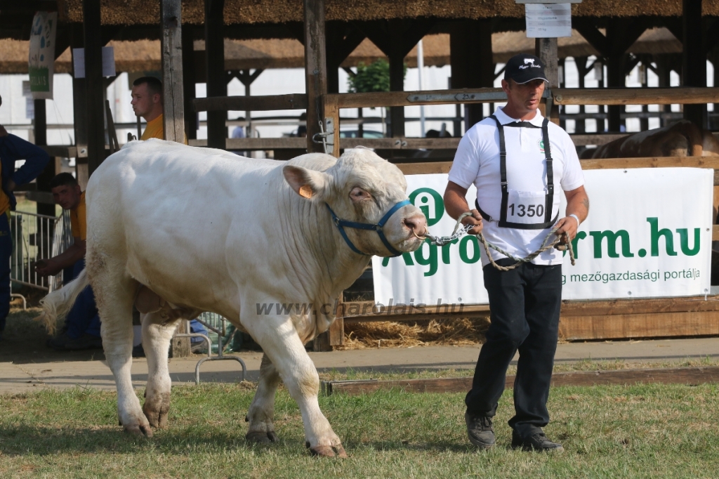 Hódmezővásárhely 2018