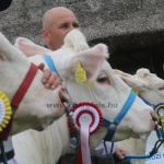 Hódmezővásárhely 2018