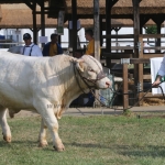 Hódmezővásárhely 2018