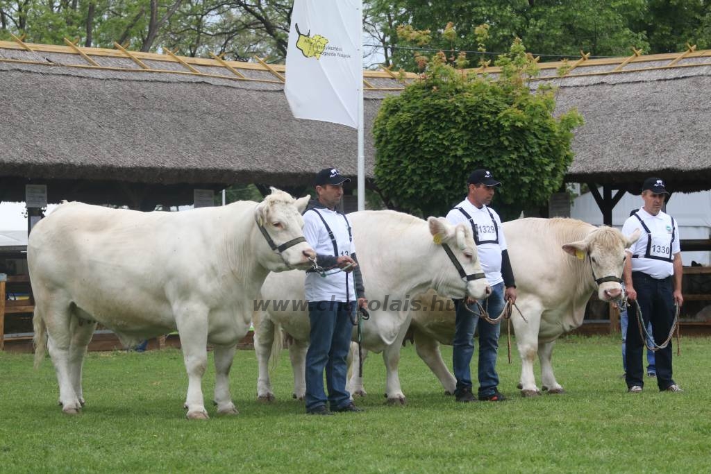 Hódmezővásárhely 2019