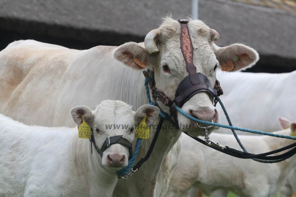 Hódmezővásárhely 2019