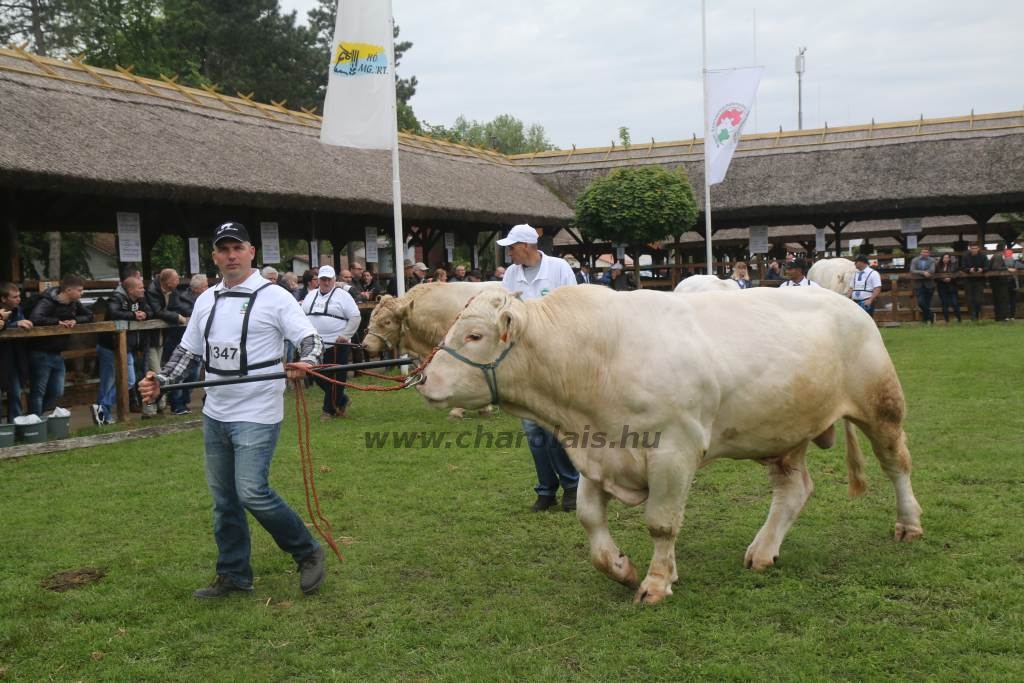 Hódmezővásárhely 2019