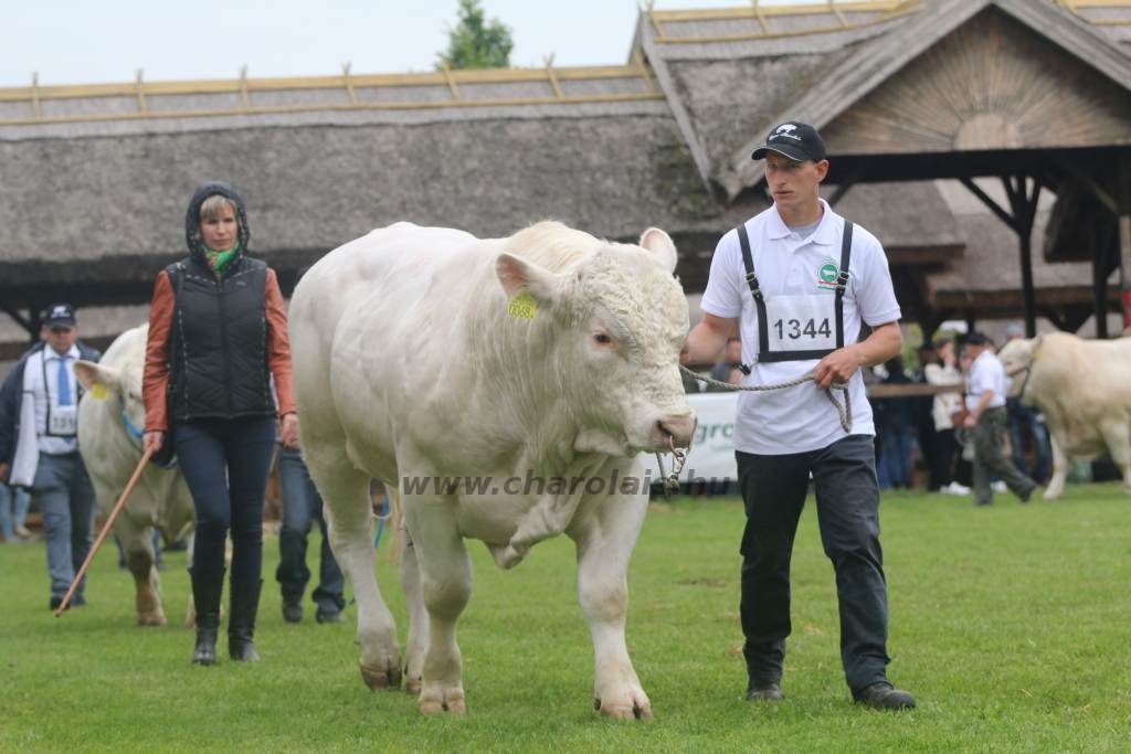 Hódmezővásárhely 2019