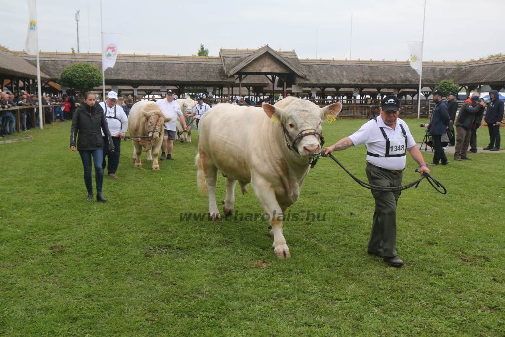 Hódmezővásárhely 2019