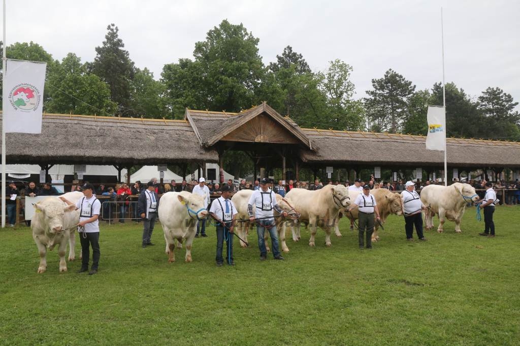 Hódmezővásárhely 2019