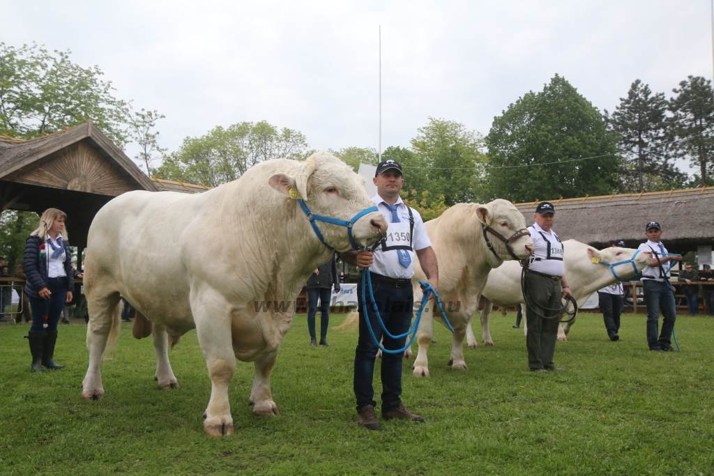 Hódmezővásárhely 2019