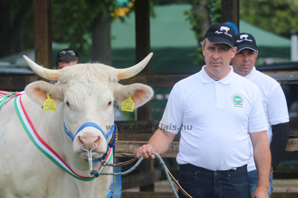 Hódmezővásárhely 2019