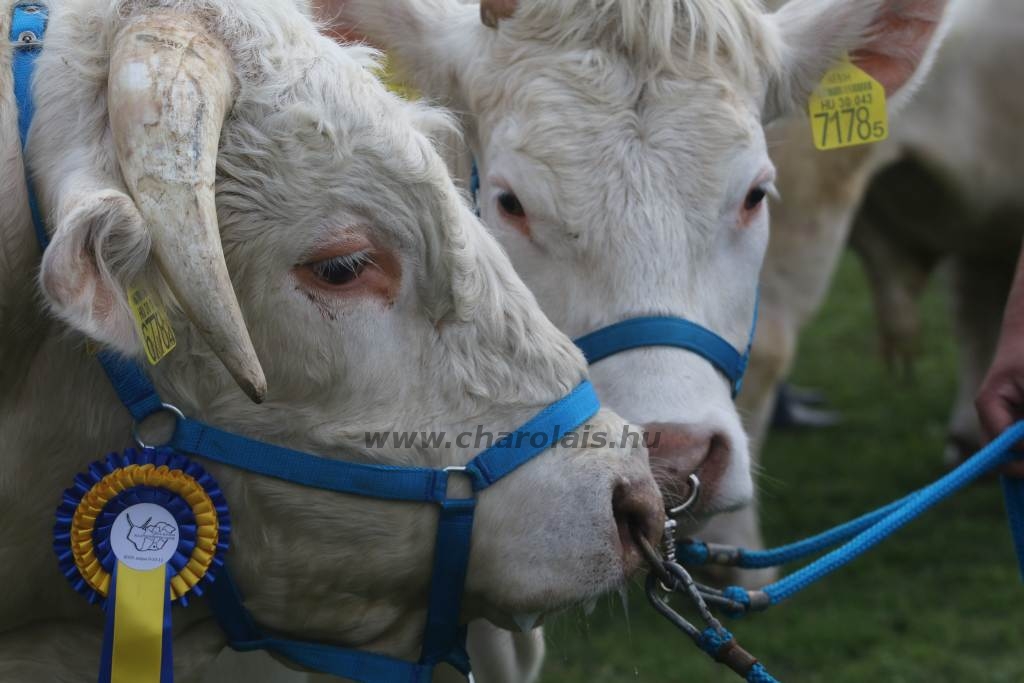 Hódmezővásárhely 2019