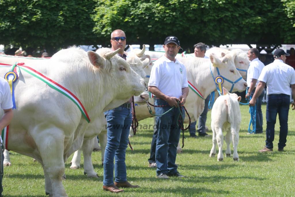 Hódmezővásárhely 2019