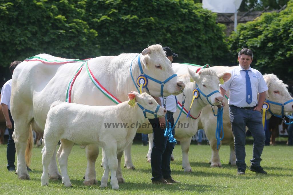 Hódmezővásárhely 2019