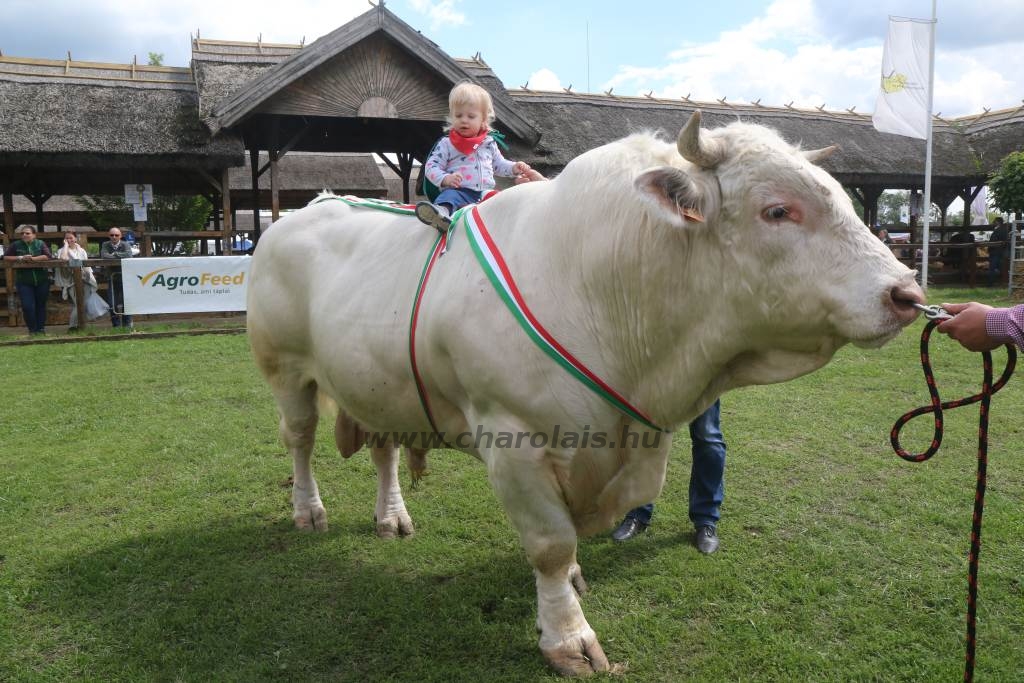 Hódmezővásárhely 2019