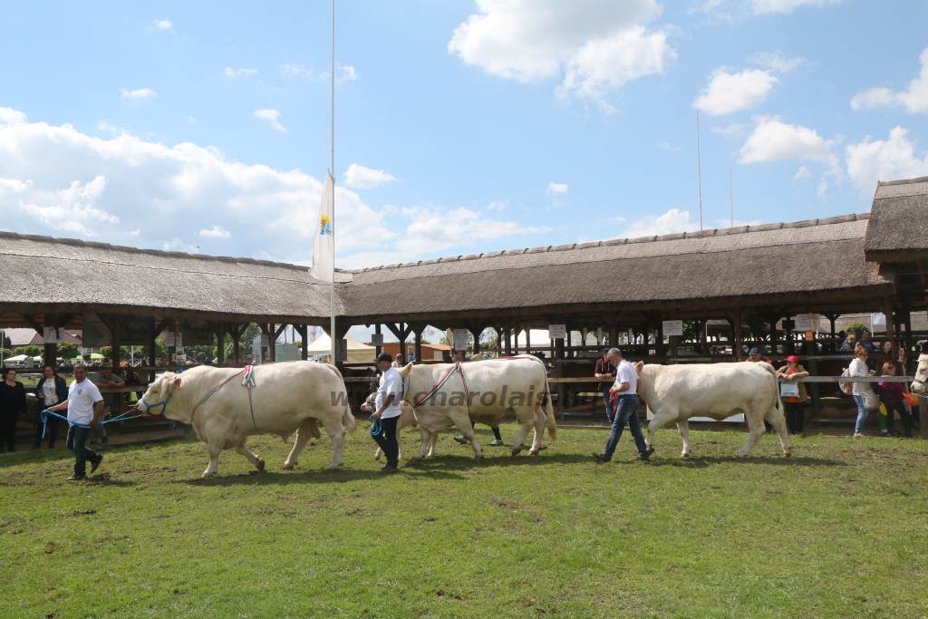 Hódmezővásárhely 2019