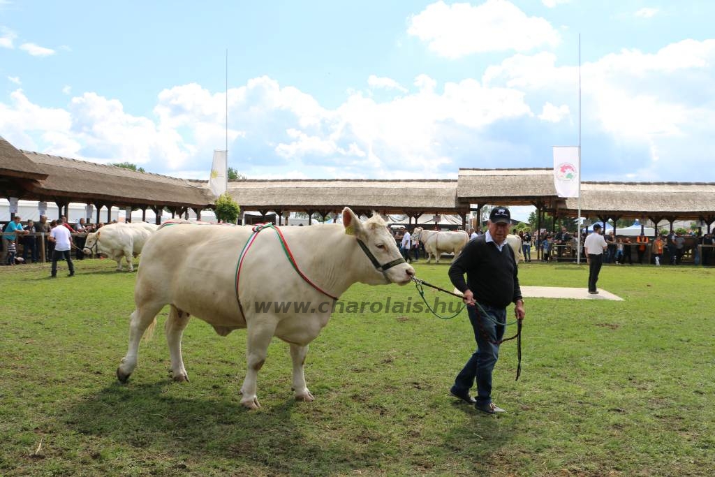 Hódmezővásárhely 2019